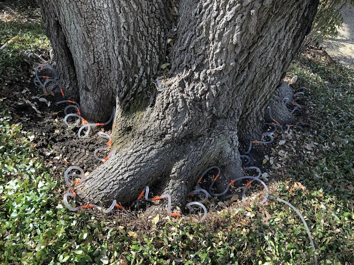 Detailed Tree Cabling and Bracing job site in Wartburg