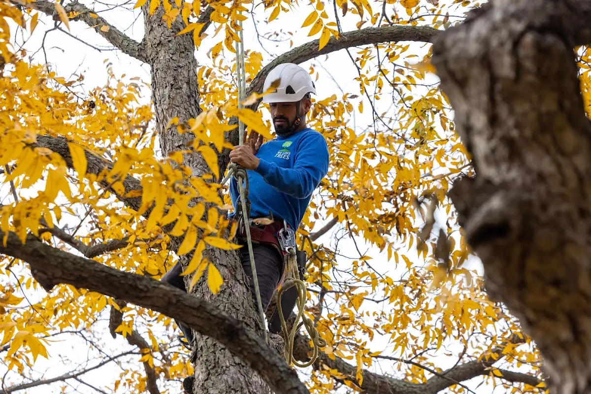 Skilled Tree Pruning crew working in Wartburg